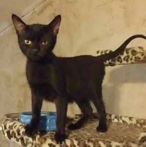 Meet your Posher, Mia